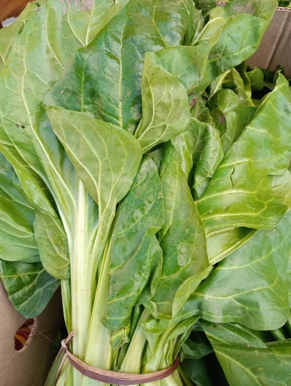 Acelga agroecológica por atado (1,2kg aprox)