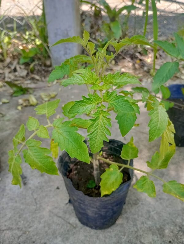Plantines Agroecológicos Cherry Negro maceta n°12