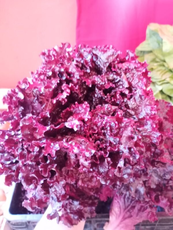 Lechuga morada por unidad (250g aprox)