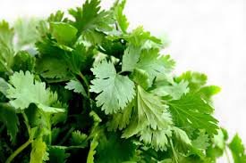 Cilantro agroecológico