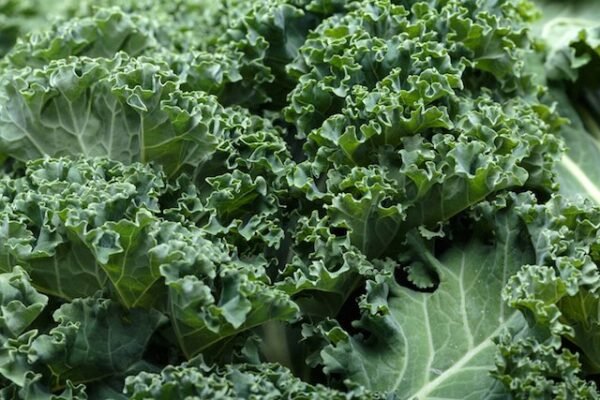 Kale agroecológico por unidad