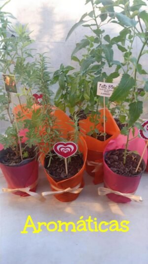 Plantines aromáticos maceta n°12