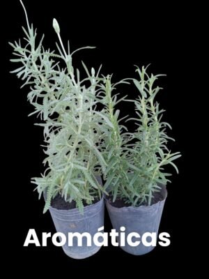 plantinesaromáticos