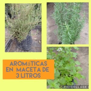 Plantas aromáticas en maceta de 3l