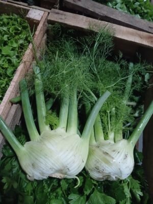 Hinojo agroecológico por 500g (aprox, se pesa al retirar)