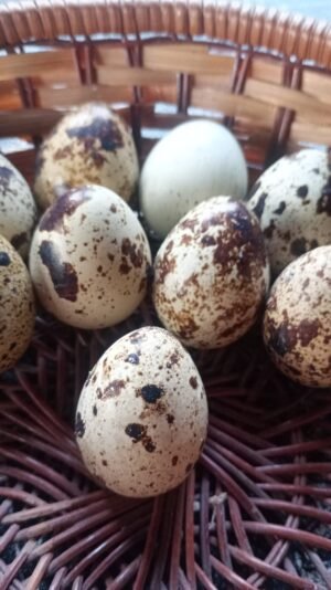 Huevos de Cordorniz por 12u - producción familiar